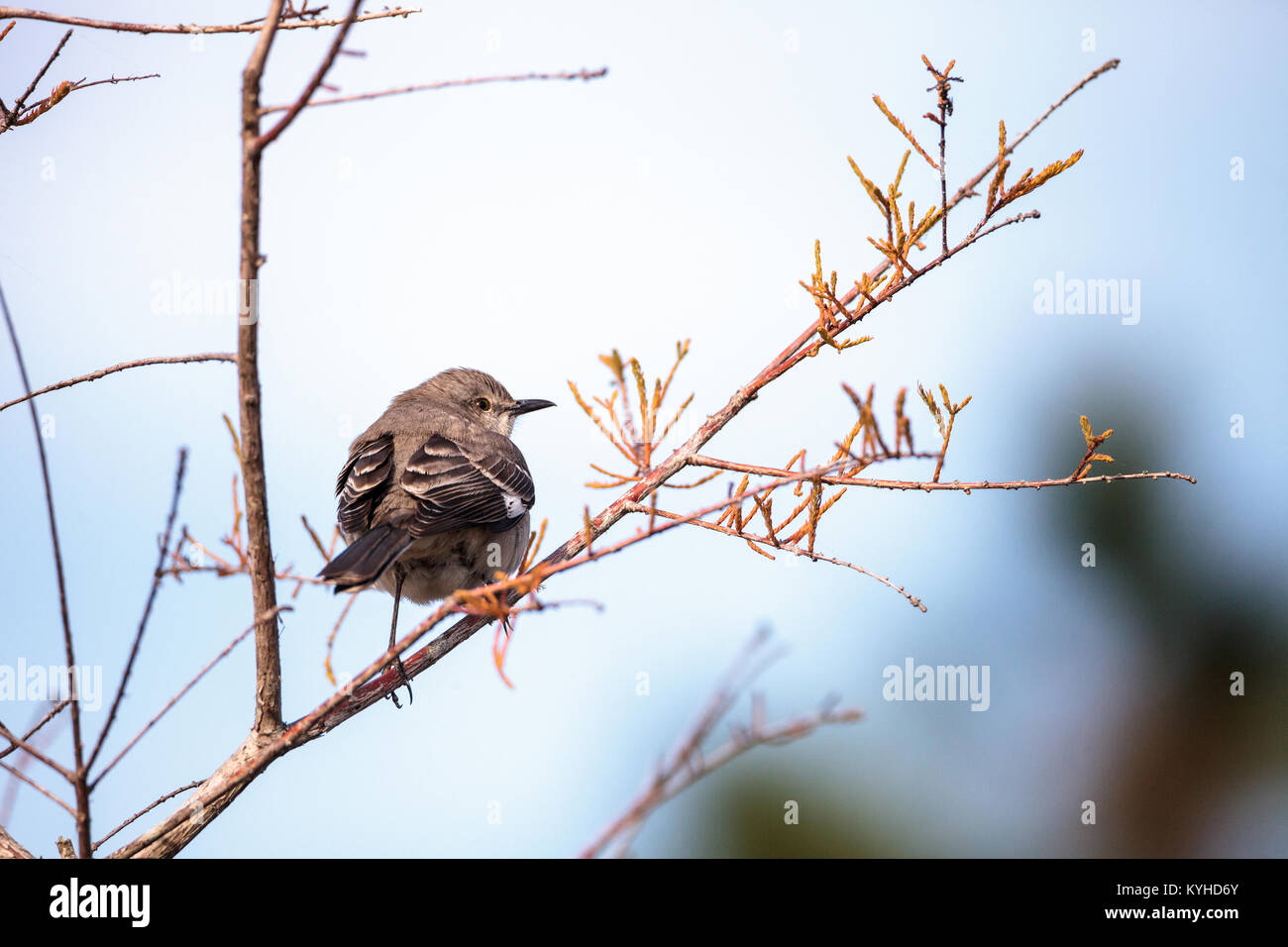 Weibliche pine warbler Vogel Dendroica pinus mit grauen und braunen Federn Sitzstangen auf einem Ast in Naples, Florida. Stockfoto