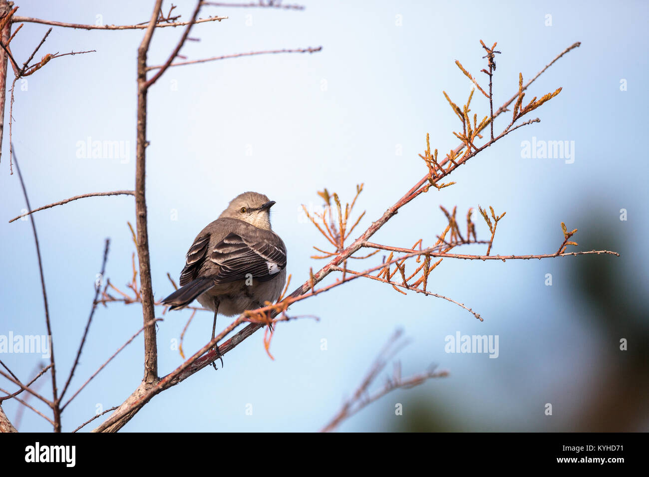 Weibliche pine warbler Vogel Dendroica pinus mit grauen und braunen Federn Sitzstangen auf einem Ast in Naples, Florida. Stockfoto