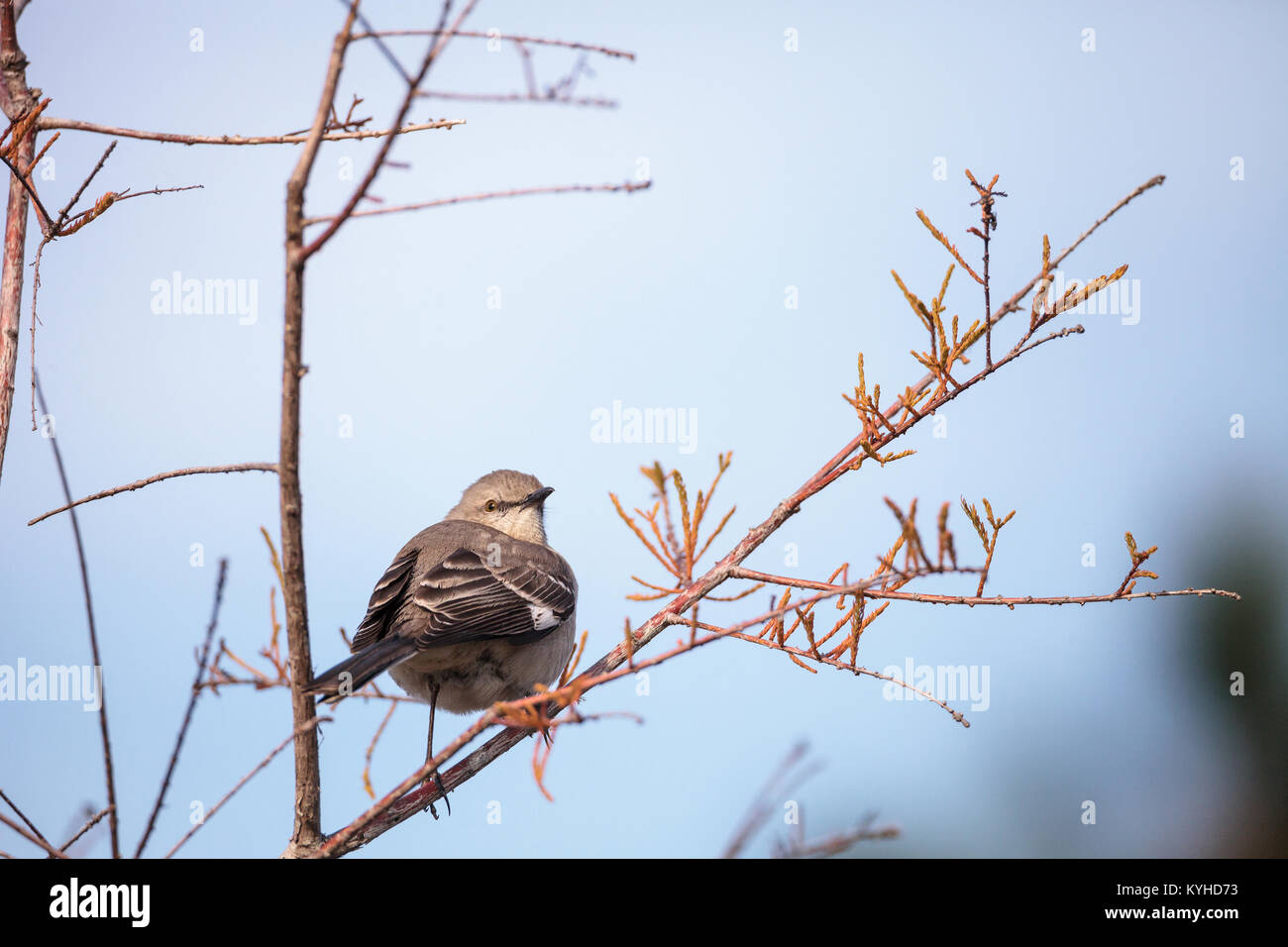 Weibliche pine warbler Vogel Dendroica pinus mit grauen und braunen Federn Sitzstangen auf einem Ast in Naples, Florida. Stockfoto