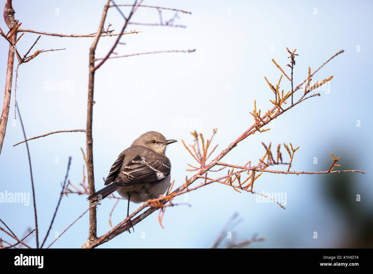 Weibliche pine warbler Vogel Dendroica pinus mit grauen und braunen Federn Sitzstangen auf einem Ast in Naples, Florida. Stockfoto