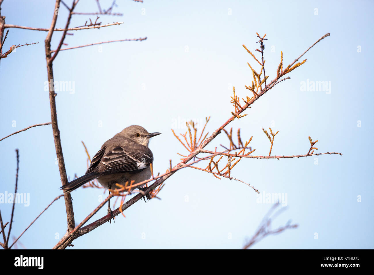 Weibliche pine warbler Vogel Dendroica pinus mit grauen und braunen Federn Sitzstangen auf einem Ast in Naples, Florida. Stockfoto