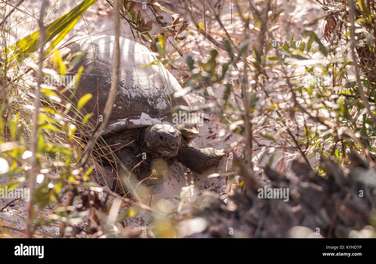 Gopher tortoise Gopherus Polyphemus bewegt sich durch weichen Sand in Naples, Florida Stockfoto