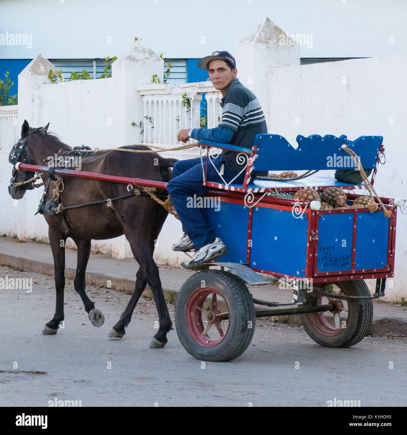 Pferdewagen Vinales Pinar del Rio, Kuba Stockfoto