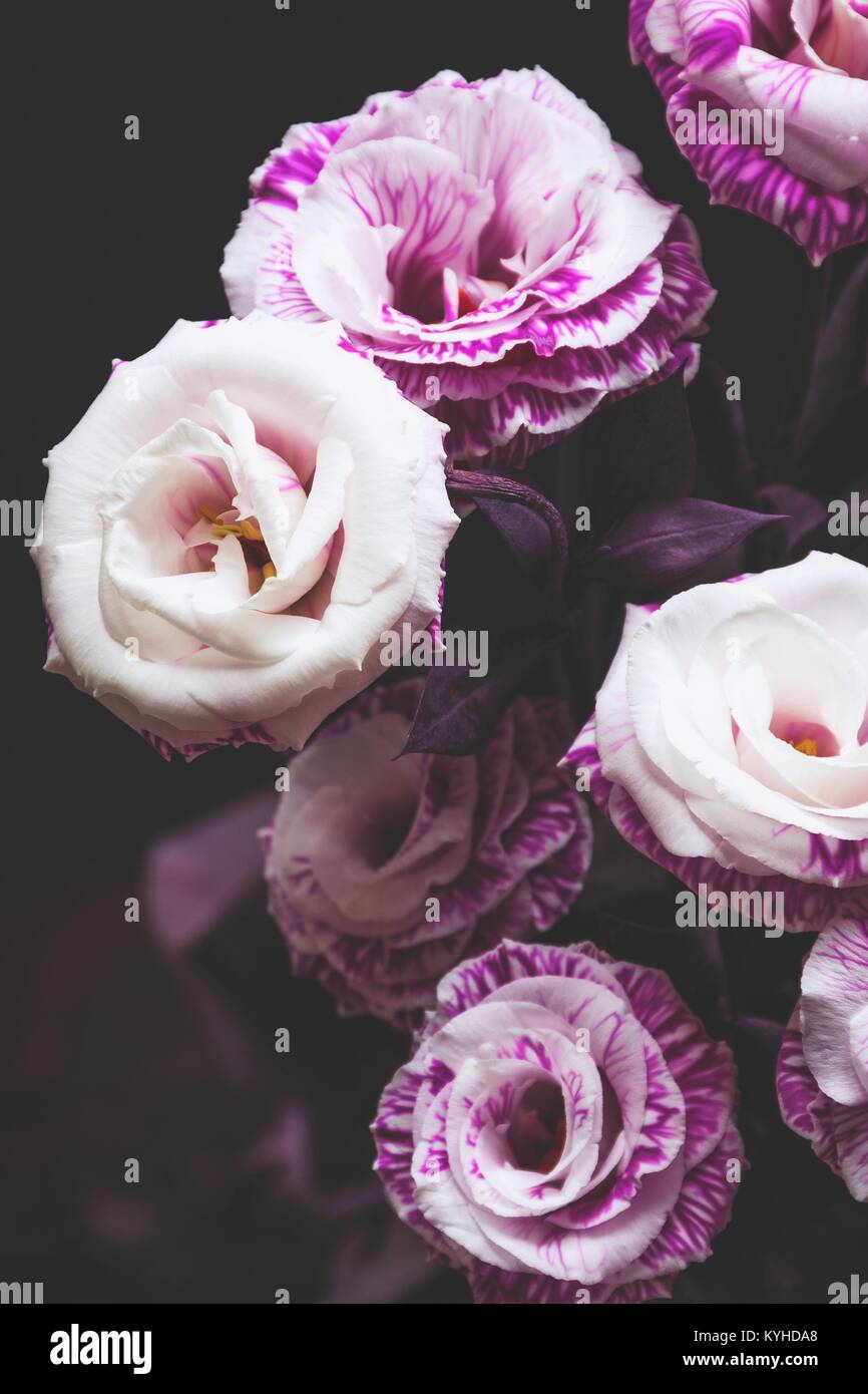 Schöne rosa lila Rosen auf dunklem Hintergrund. Detailansicht selektiven Fokus Stockfoto