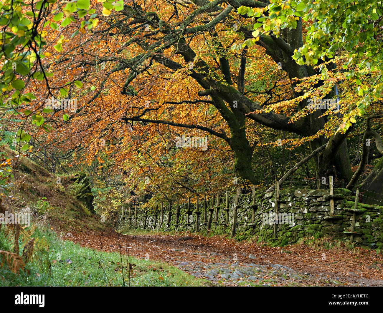 Alte Mauer und den Pfad mit Herbst Farbe und Buche, rote Bank Holz, Grasmere, Lake District, Cumbria, Großbritannien Stockfoto