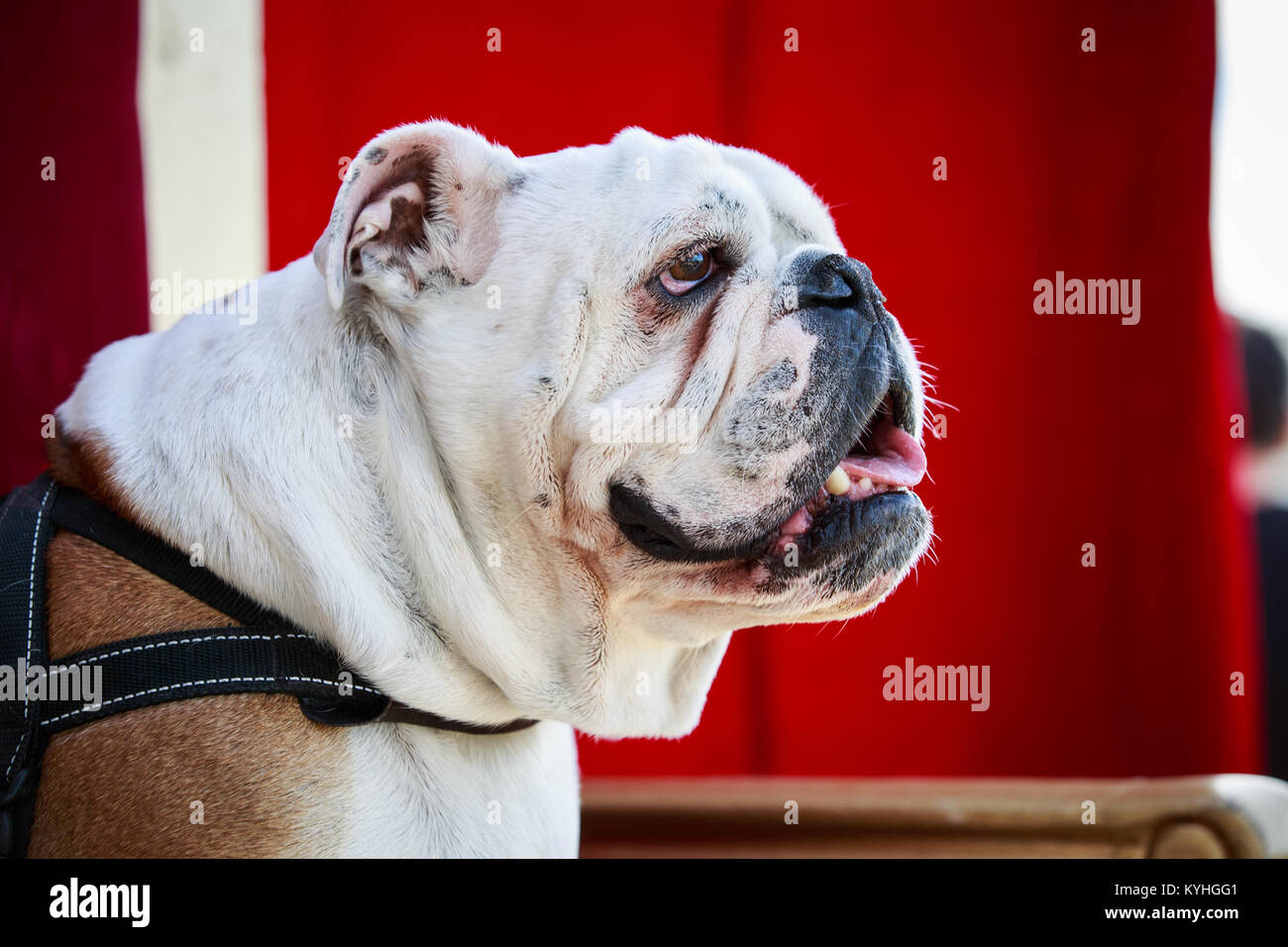 Englische Bulldogge Stockfoto