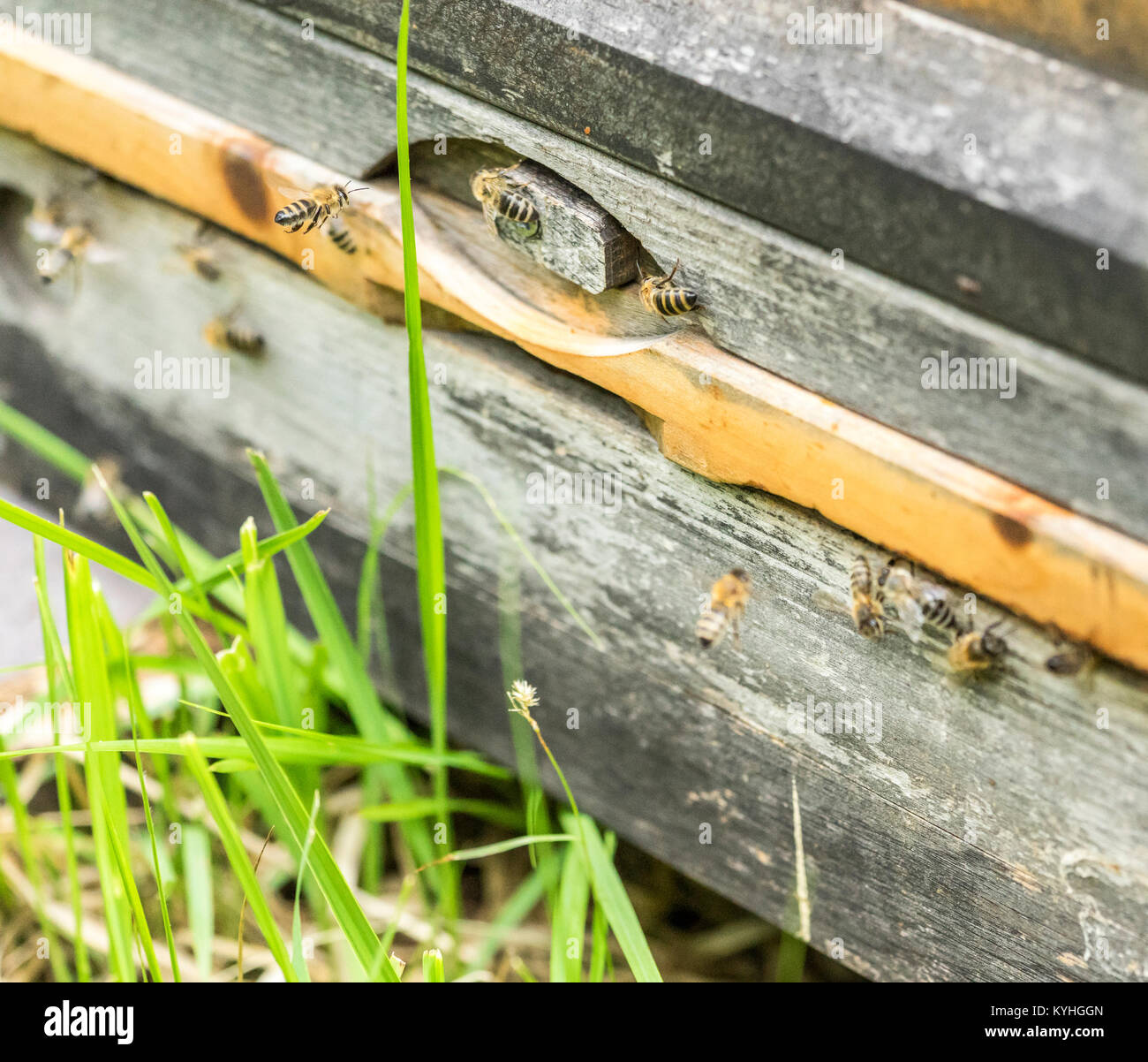 Eingang eines Bienenstockes mit vielen Bienen im sonnigen Ambiente Stockfoto