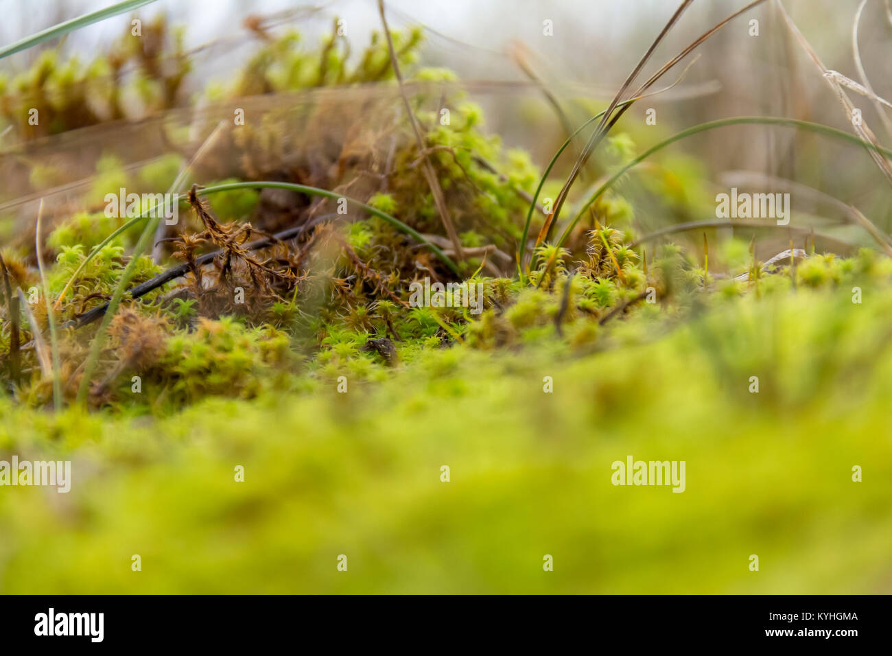 Low Angle Shot Aussaat einige twisted Moss in der Nähe von Sanddünen in der niederländischen Provinz Zeeland gesehen Stockfoto
