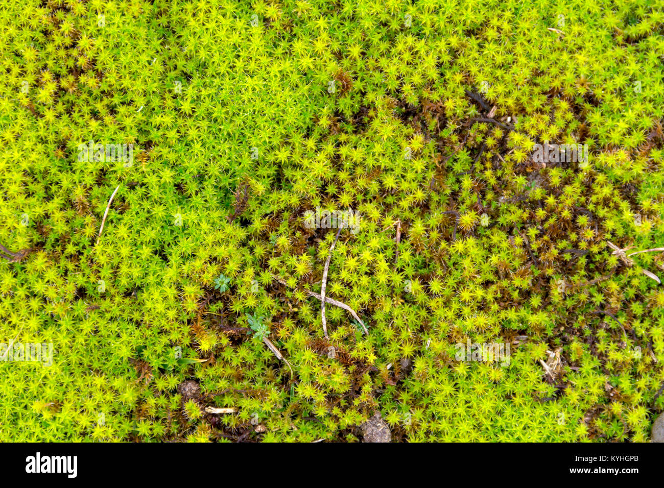 Twisted Moss in der Nähe von Sanddünen in der niederländischen Provinz Zeeland gesehen Stockfoto