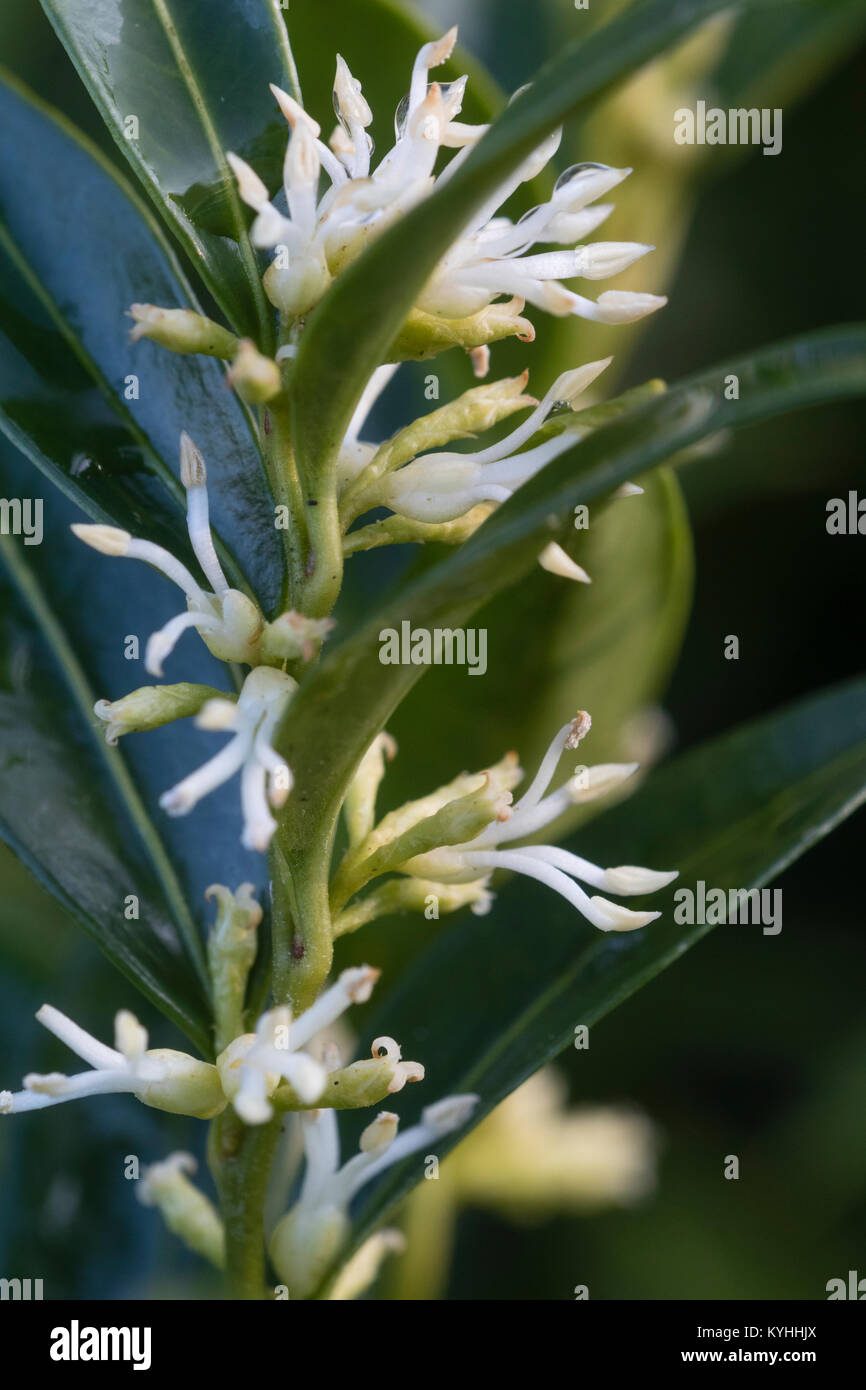 Stark duftende Krakeligen weiß winter blumen der süßen, Sarcococca ruscifolia var. chinensis 'Dragon Gate' Stockfoto