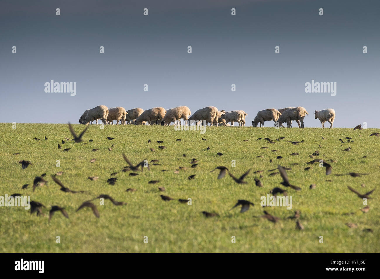 Cornwall Landschaft - ein Schwarm Stare fliegen in einem Feld mit Schafen im Hintergrund. Stockfoto