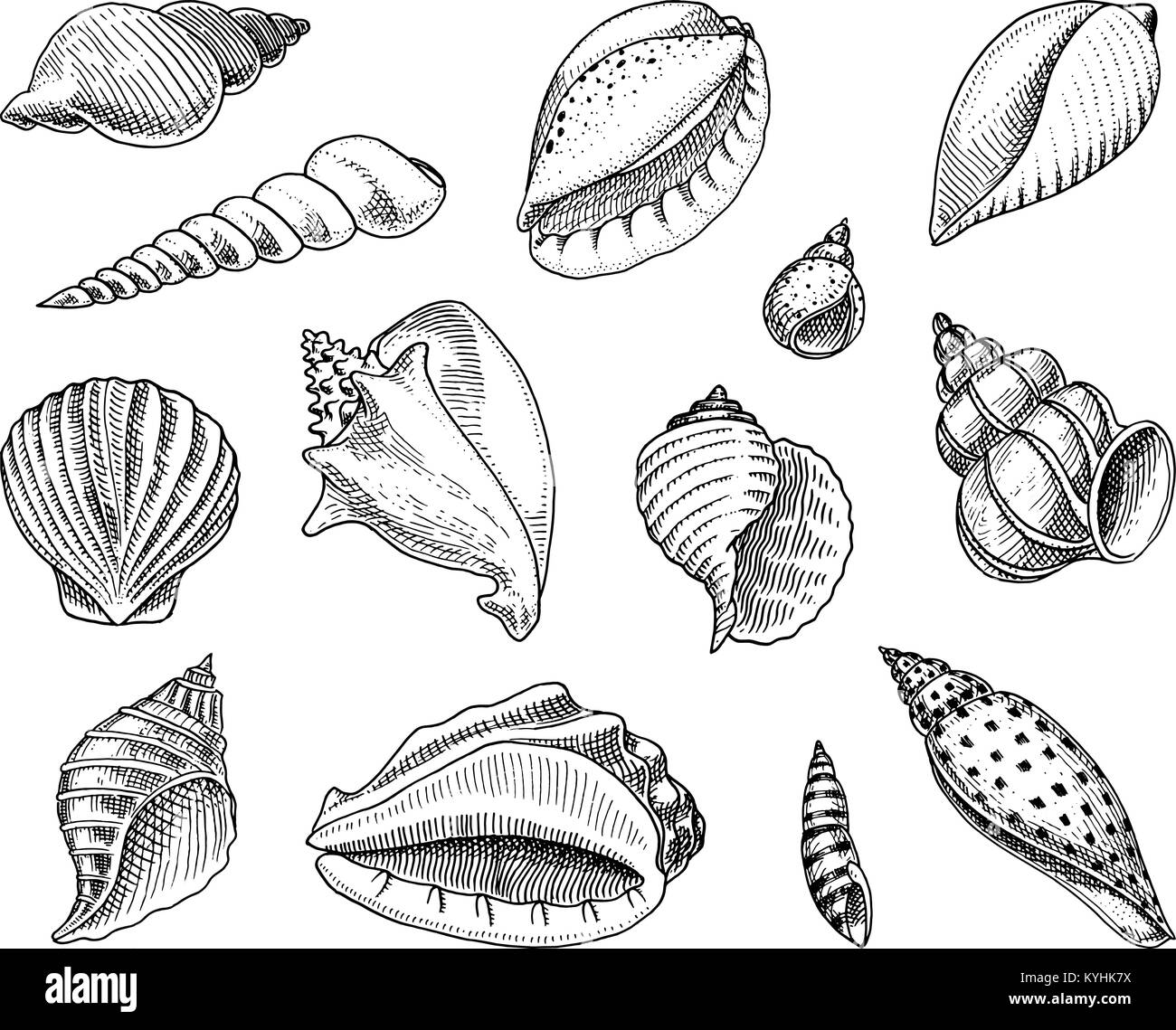 Muscheln oder mollusca unterschiedliche Formen. Meer Kreatur. graviert Hand in alte Skizze gezeichnet, Vintage Style. nautischen oder Marine, Monster oder Essen. Tiere, die in den Ozean. Stock Vektor