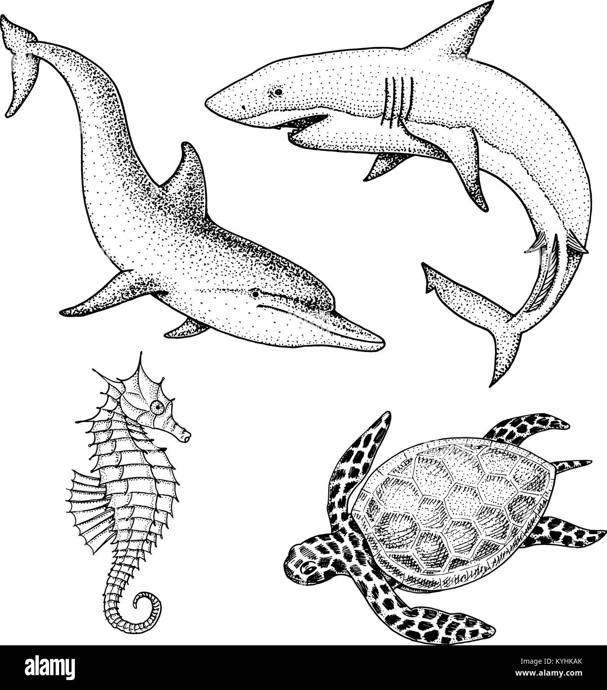 Meer Kreatur Delphin und weiße Hai, cheloniidae oder Grüne Schildkröte und Seepferdchen. graviert Hand in alte Skizze gezeichnet, Vintage Style. nautischen oder Marine, Monster oder Fisch. Tiere, die in den Ozean. Stock Vektor