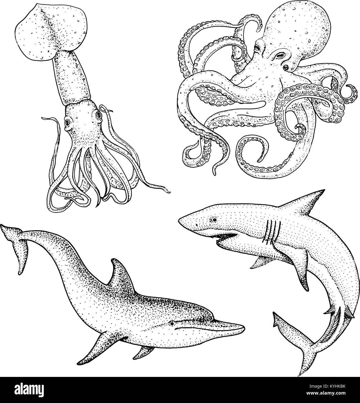 Meer Kreatur oder Fische Delphin und Weißen Hai. Kraken und Tintenfische, Calamari. graviert Hand in alte Skizze gezeichnet, Vintage Style. nautischen oder Marine. Tiere, die in den Ozean. Stock Vektor