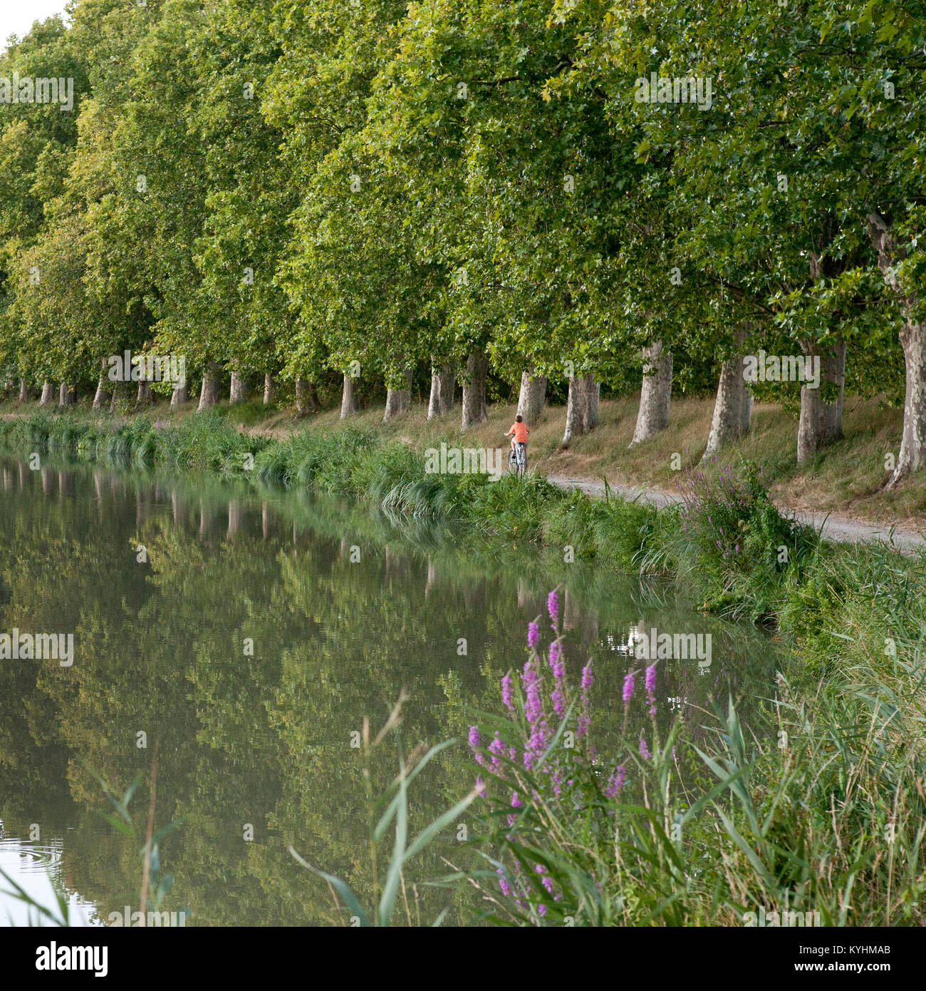 Anzeigen aus Fluss in Frankreich mit junge Radfahren auf treidelpfad mit Allee der Bäume und Motor starten im Abstand Stockfoto