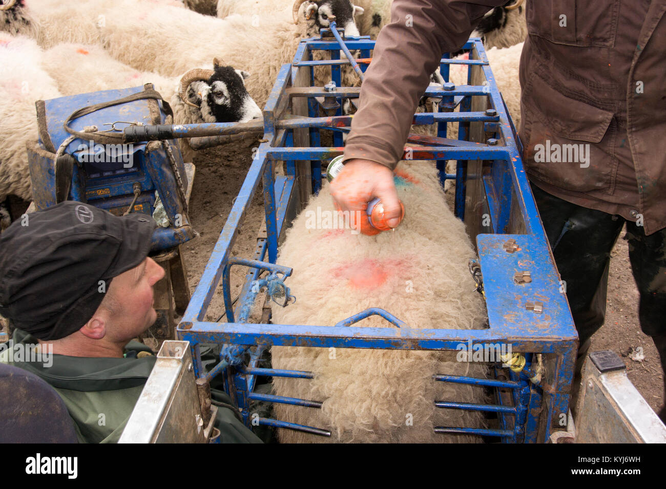 Scannen swaledale Mutterschafe mit Ultraschall Scanner, um zu sehen, wie viele Schafe Sie haben. Cumbria, Großbritannien. Stockfoto