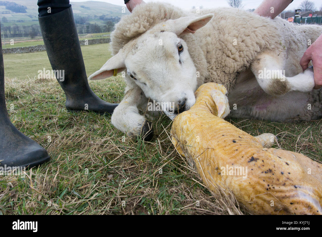 Hirten, die Unterstützung eines Texel ewe Geburt für ein paar Lämmer zu geben. North Yorkshire, UK. Stockfoto