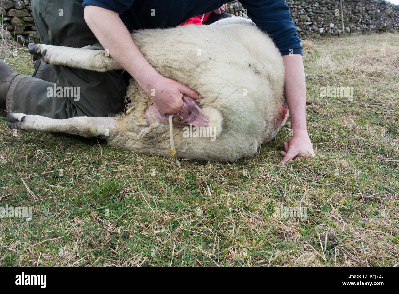 Hirten, die Unterstützung eines Texel ewe Geburt für ein paar Lämmer zu geben. North Yorkshire, UK. Stockfoto