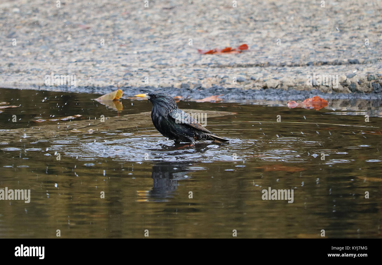 Vögel natürlichen Pool Stockfoto