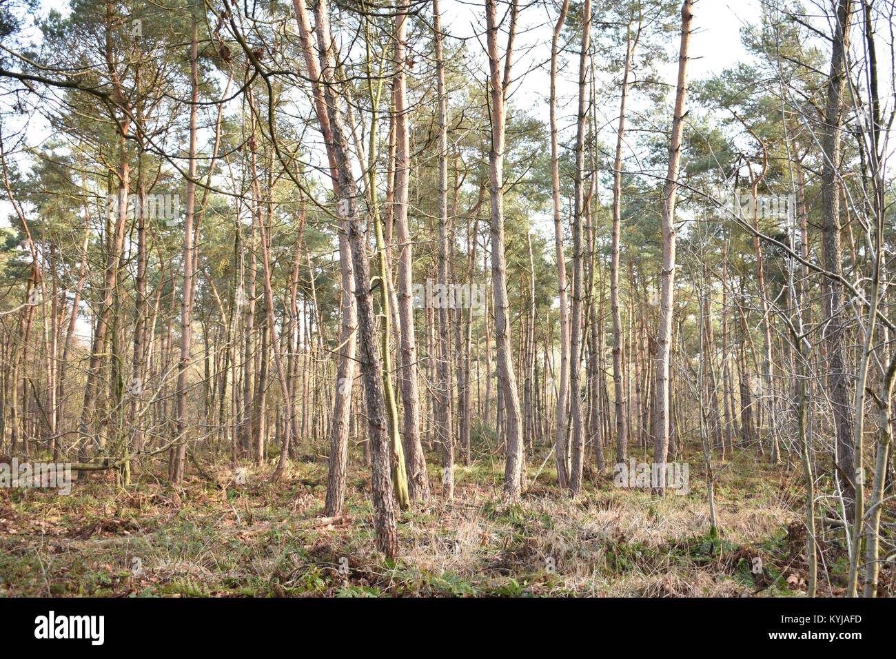 Wald im Winter, Breda Stockfoto