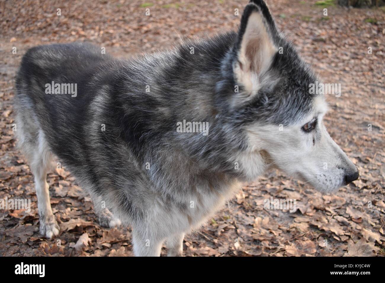 Alte Wolf im Wald, Breda Stockfoto