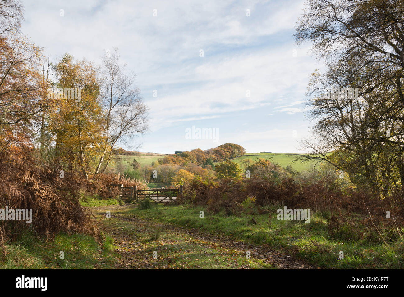 Eine herbstliche Szene von einem Fußweg aus Wald und Ankunft an einer Fünf bar Gate in ländlichen Gemeinden. Stockfoto