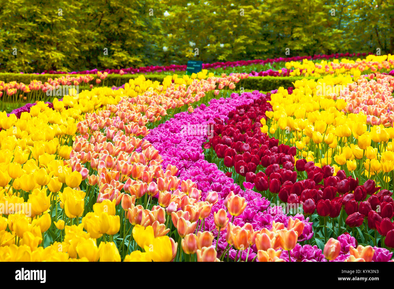 Tulpe bunte Blumen Garten im Frühling-Hintergrund, Muster und Textur Stockfoto