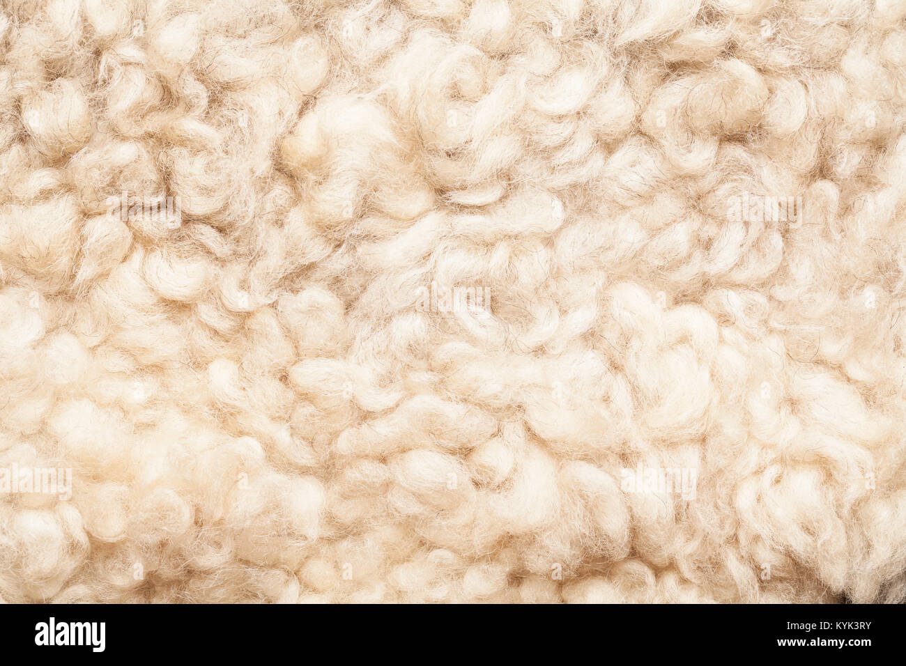 Schafe fell. Wolle Textur. Closeup Hintergrund Stockfoto