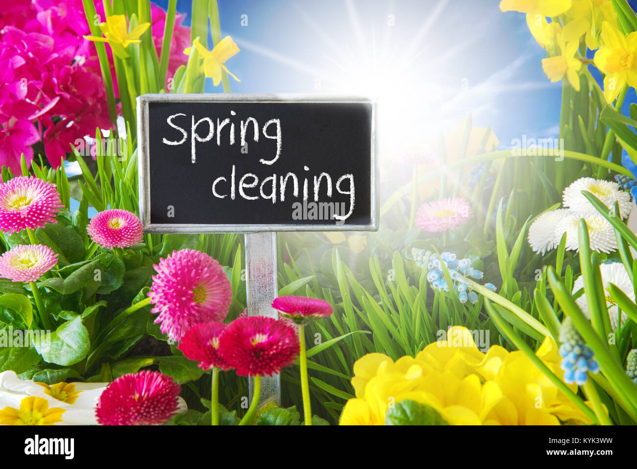 Sonnige Frühling Blumen Wiese, Frühling Reinigung Stockfoto