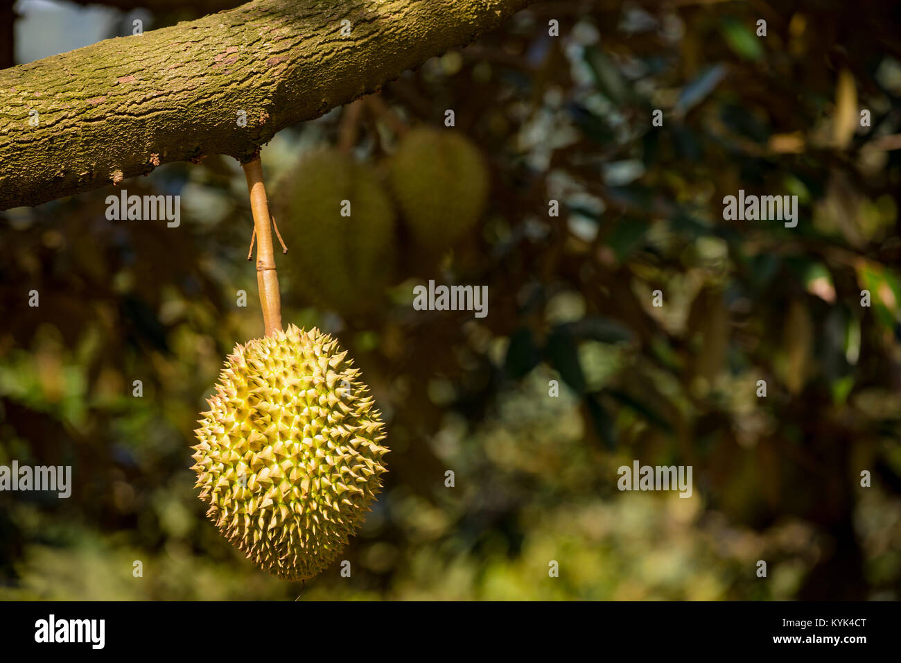 Durian Bäumen mit tropischen Früchten in Samui Stockfoto