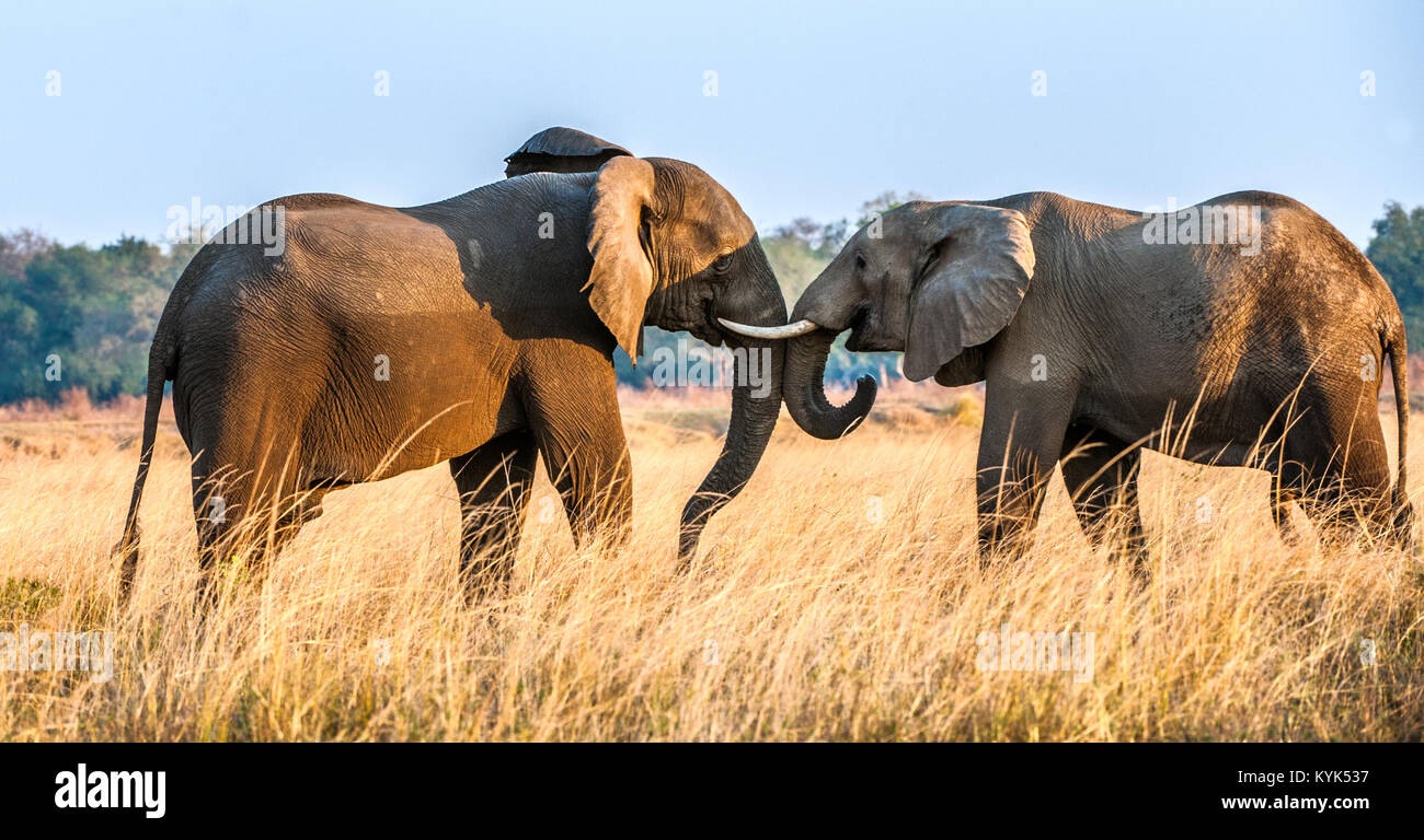 Bekämpfung der Afrikanischen Elefanten in der Savanne. afrikanischen Savanne Elefant afrikanischen Busch Elefanten (Loxodonta africana) Stockfoto
