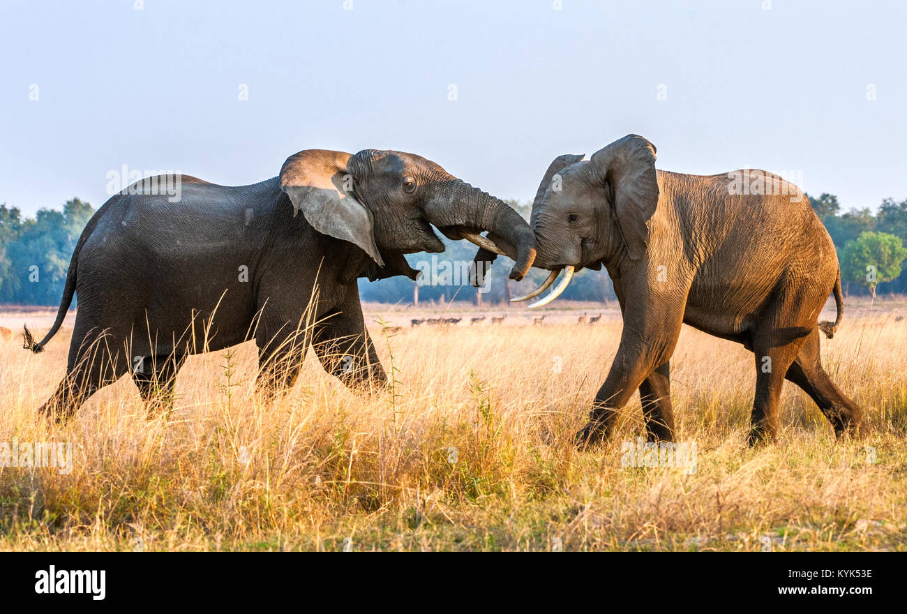 Bekämpfung der Afrikanischen Elefanten in der Savanne. afrikanischen Savanne Elefant afrikanischen Busch Elefanten (Loxodonta africana) Stockfoto