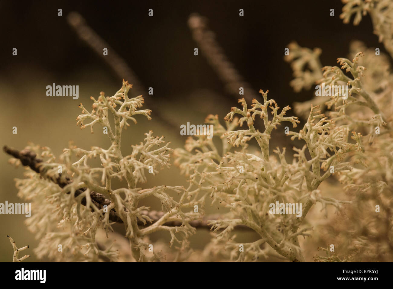 Eine weiße fruticose Flechten in den Anden Kolumbiens wächst. Stockfoto
