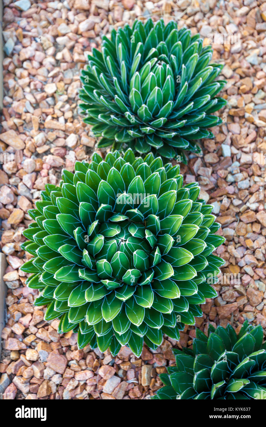 Agave victoriae-reginae (Queen Victoria Agave, royal Agave) ist eine kleine  Art von saftig blhende mehrjhrige Pflanze Stockfotografie - Alamy