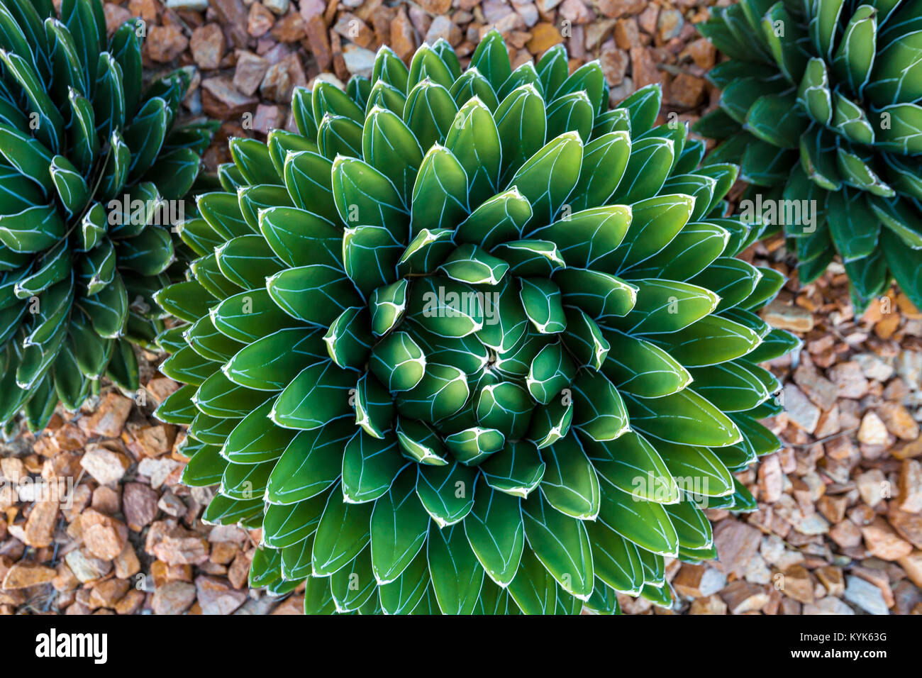 Agave victoriae-reginae (Queen Victoria Agave, royal Agave) ist eine kleine Art von saftig blühende mehrjährige Pflanze. Stockfoto