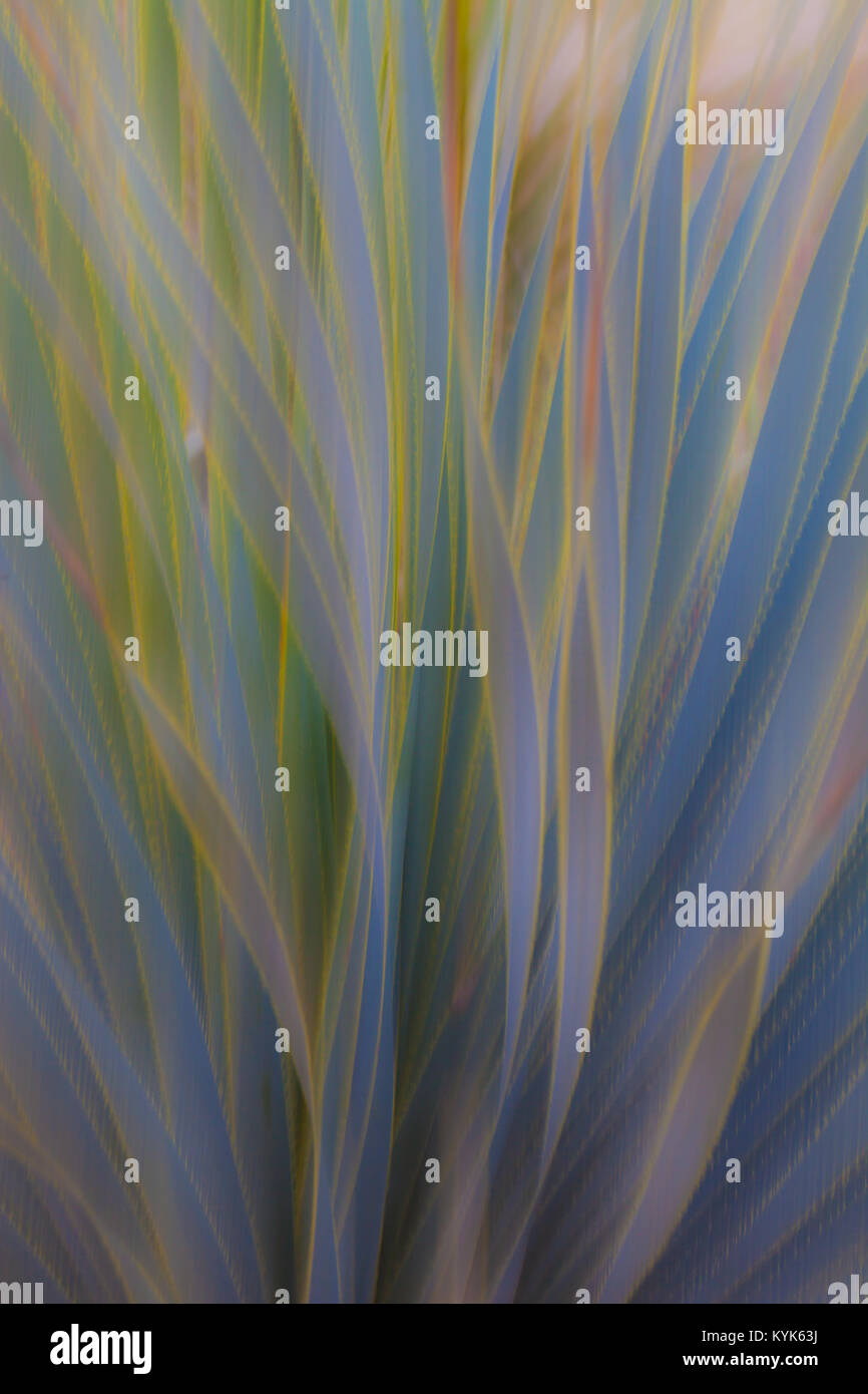 Abstrakte Foto von Aloe Vera mit Motion Blur, erzeugt eine weiche Hintergrund mit Pastellfarben Stockfoto