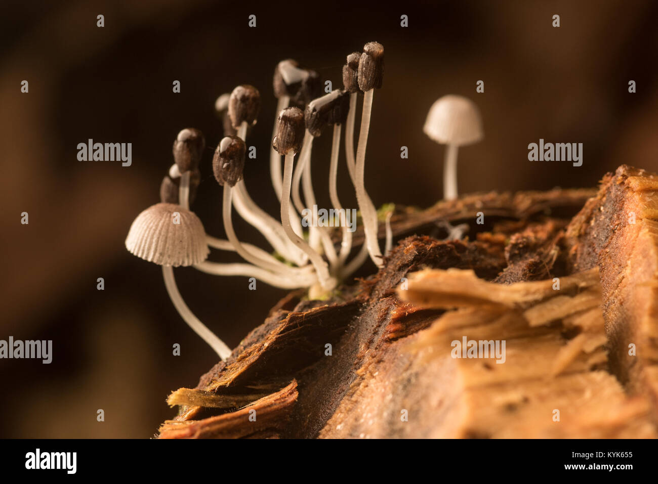 Eine kleine Gruppe von Pilzen, die auf ein Zerlegen in den kolumbianischen Dschungel anmelden. Stockfoto