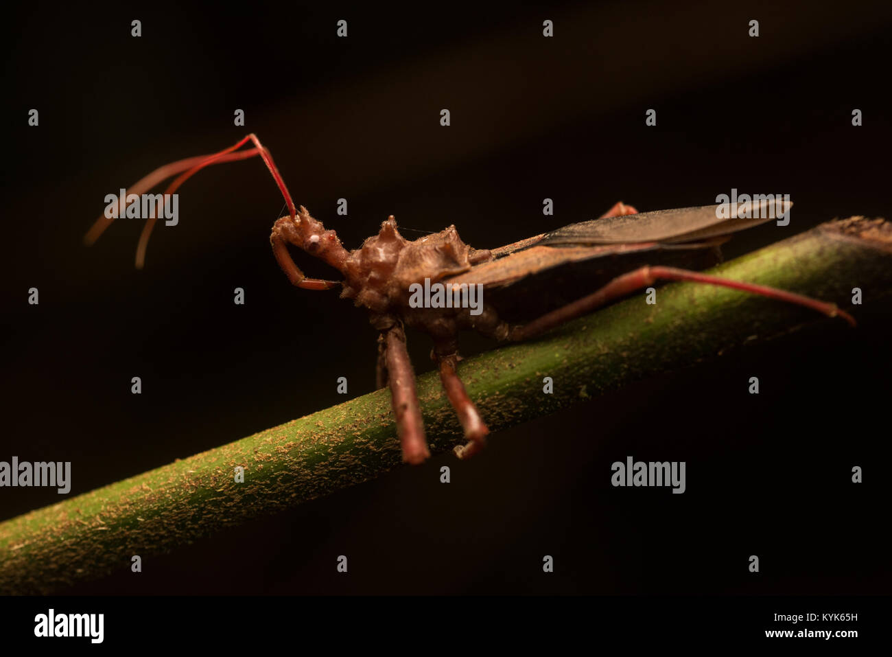 Ein assassine Bug aus der Kolumbianischen amazon. Stockfoto