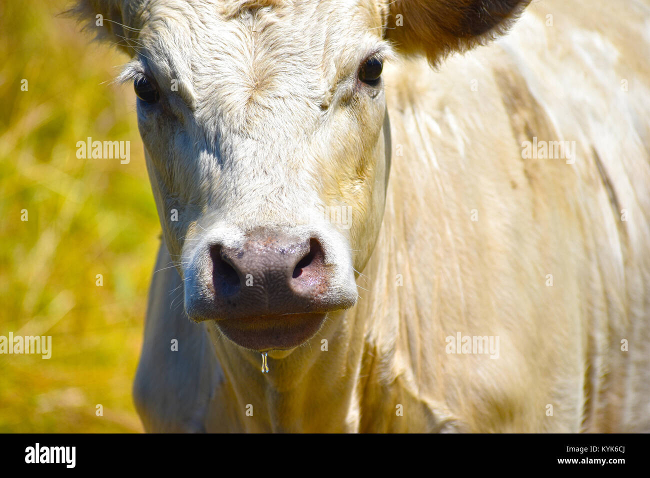 Weißer Stier Kuh Nahaufnahme mit einem Tropfen Wasser hängenden aus seinem Mund. Er hatte gerade einen Schluck Wasser. Stockfoto