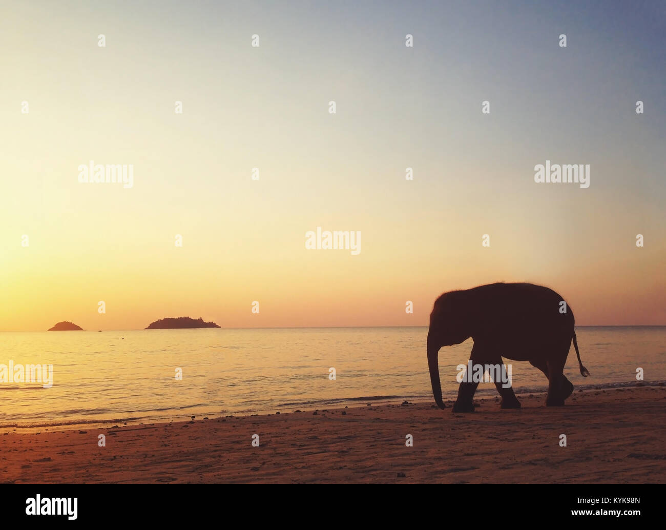 Elephant Walking am Strand in Thailand, Silhouette Stockfoto