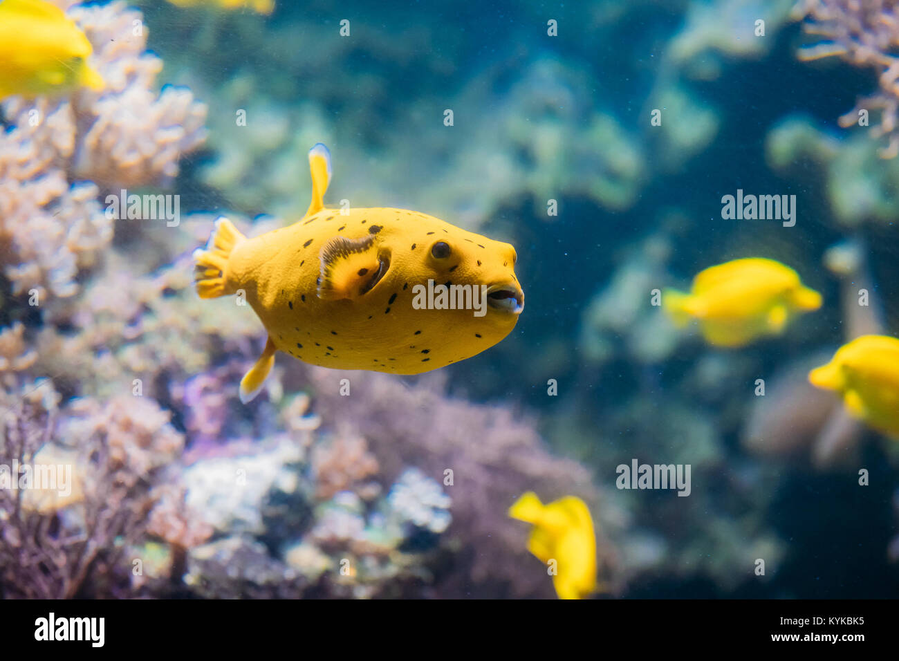 Gelbe Blackspotted Puffer oder Hund - gegenübergestellt Kugelfisch Arothron  Nigropunctatus schwimmen im Wasser. Wenn nicht ordnungsgemäß vorbereitet,  Toxin gefunden In Kugelfische-T Stockfotografie - Alamy