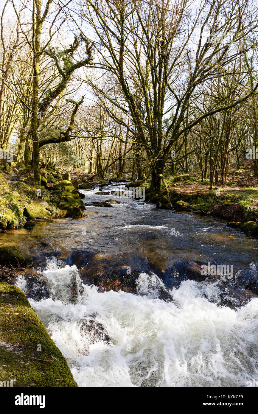 Golitha Falls bezieht sich auf eine Fläche von alten Wäldern, sitzen neben dem River Fowey wie Kaskaden den Weg durch eine steile Tal Schlucht. Stockfoto