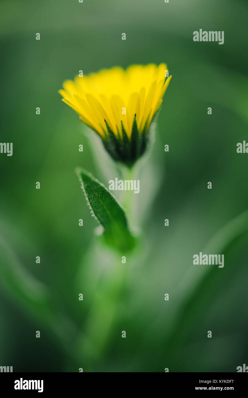 Nahaufnahme gelbe Daisy mit grünen Blättern Stockfoto