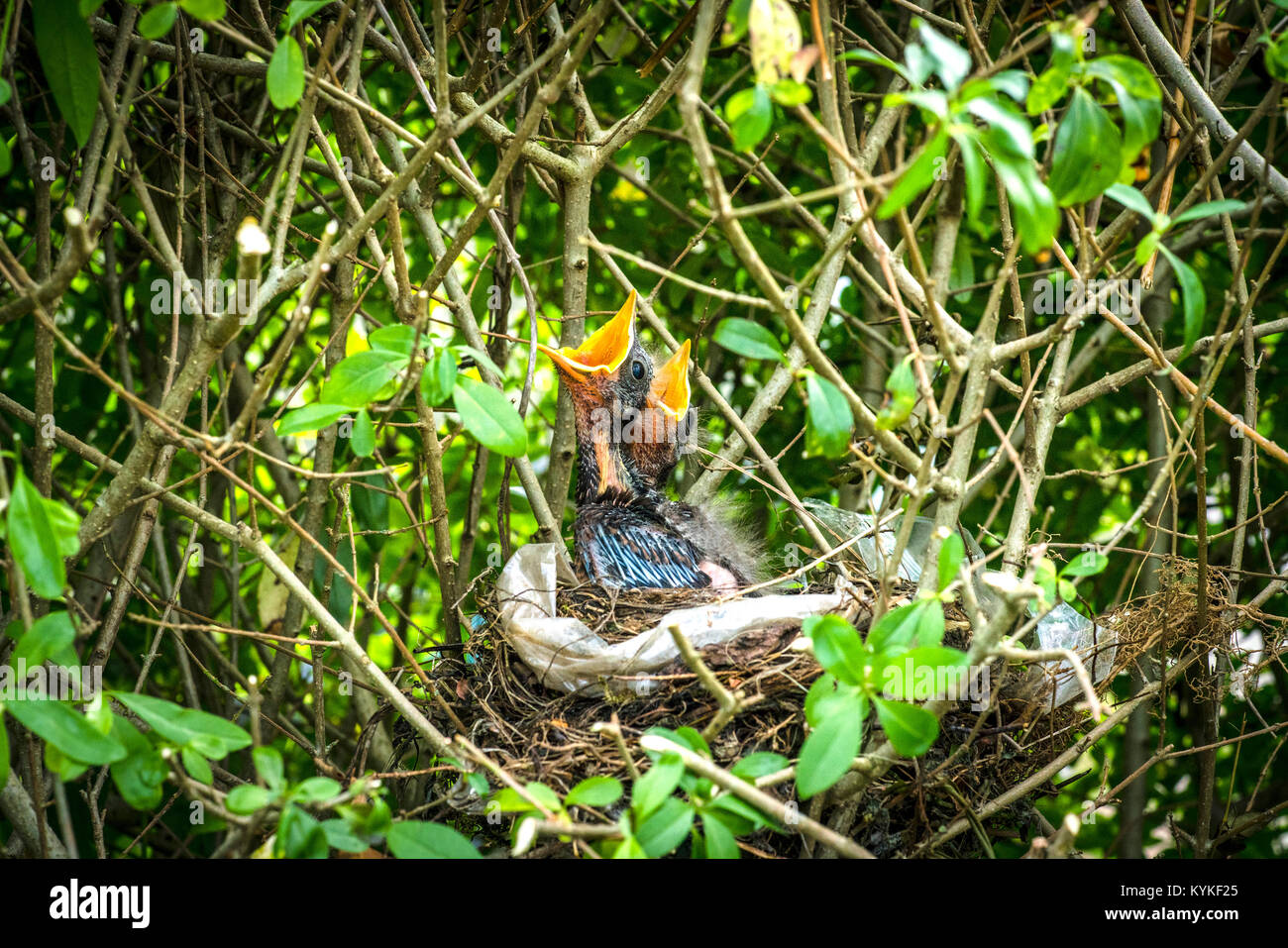 Blackbird Jugendliche warten auf ihre Mutter essen in das Nest im Frühjahr mit offenen Schnäbeln zu bringen Stockfoto