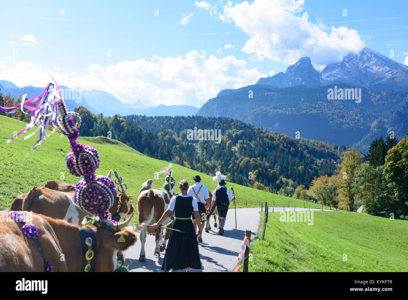 Schönau am Königssee: zeremonielle Fahren hinunter von Rindern von der Alm ins Tal im Herbst, Kuh, Kühe, Lederhosen, Di Stockfoto
