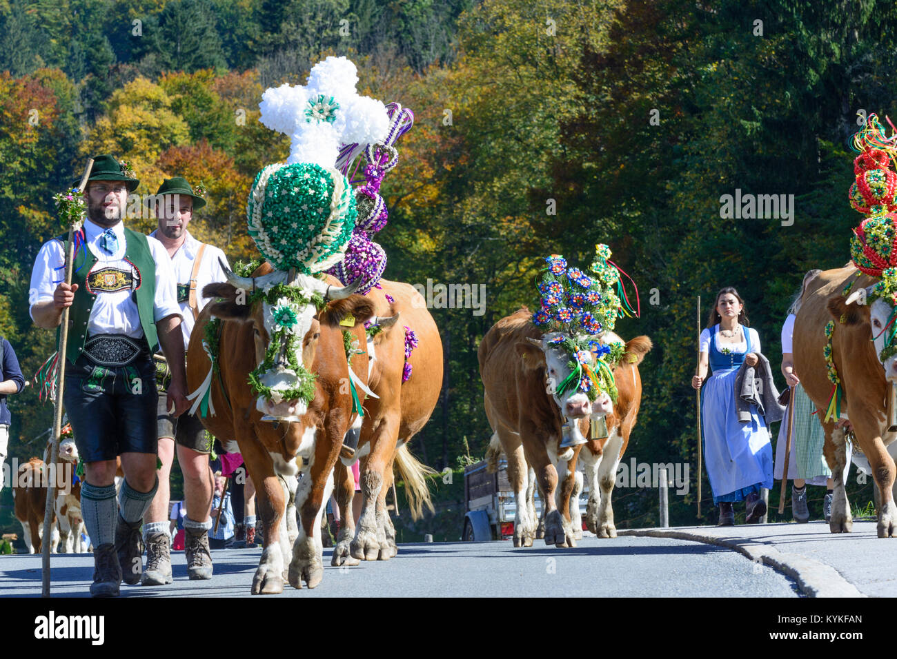 Schönau am Königssee: zeremonielle Fahren hinunter von Rindern von der Alm ins Tal im Herbst, Kuh, Kühe, Lederhosen, Di Stockfoto