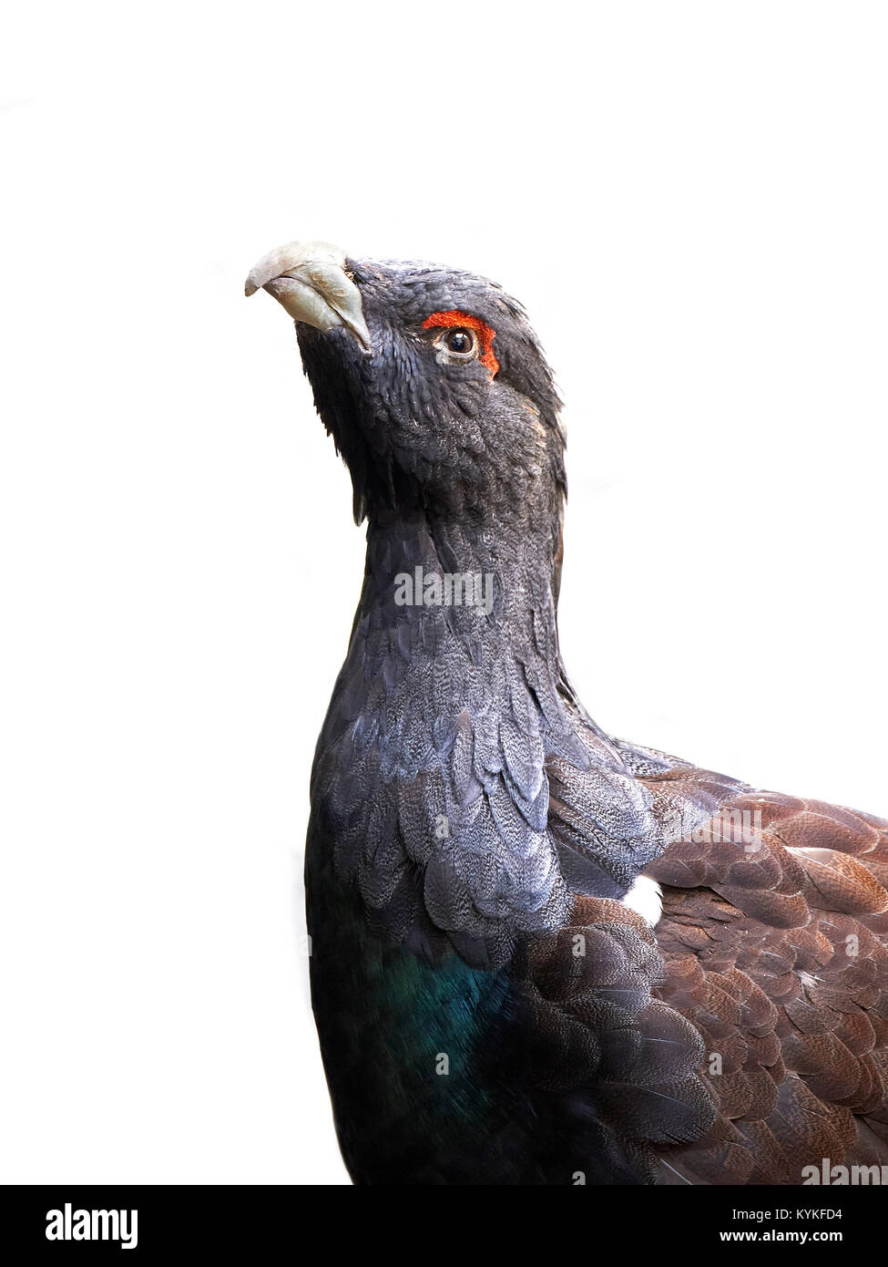 Closeup Portrait der westlichen Auerhahn auf weißem Hintergrund Stockfoto