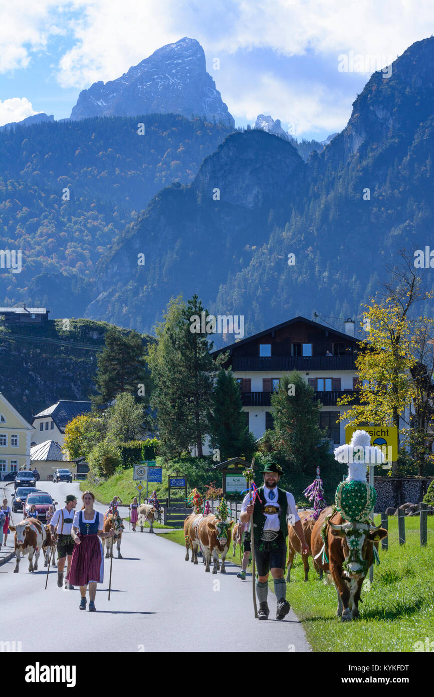 Schönau am Königssee: zeremonielle Fahren hinunter von Rindern von der Alm ins Tal im Herbst, Kuh, Kühe, Lederhosen, Di Stockfoto