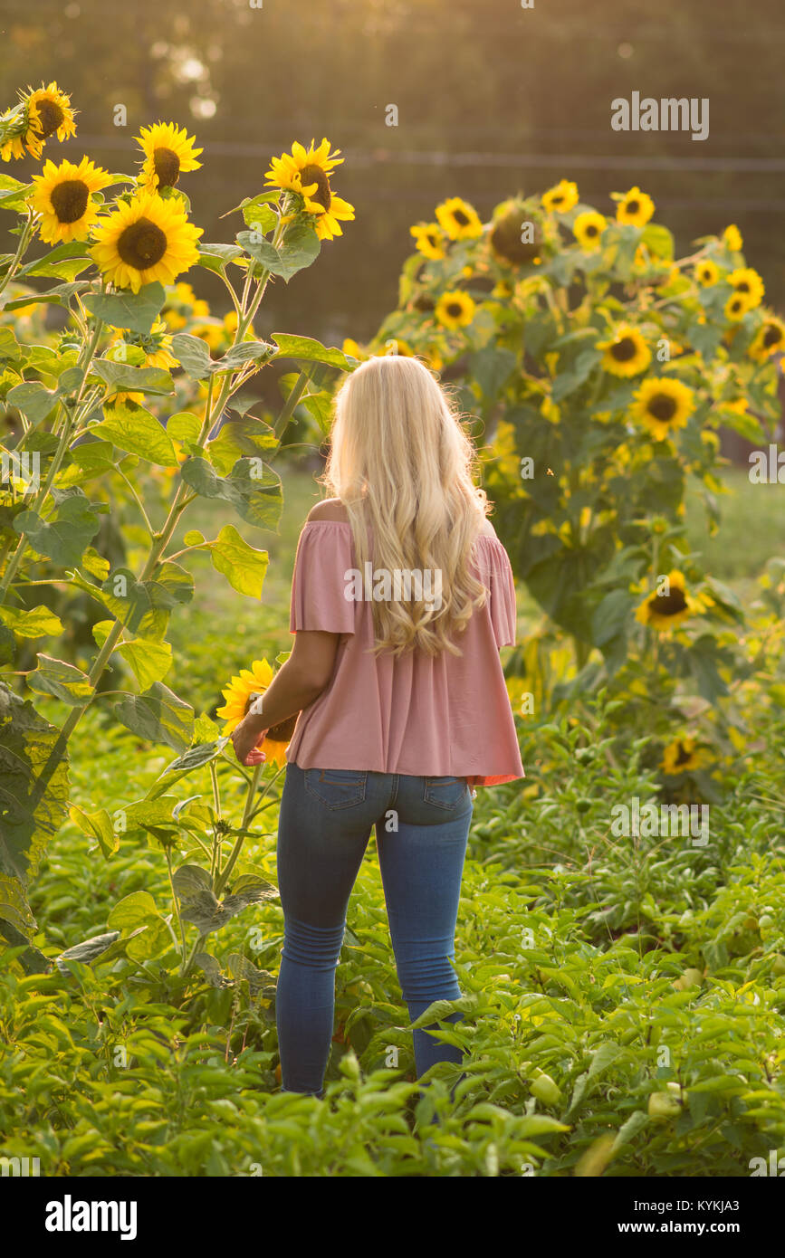 Mädchen gehen in Sonnenblumenfeld Stockfoto