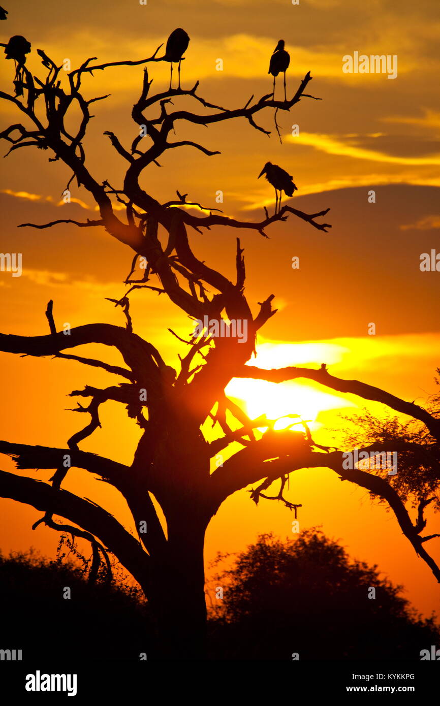 Maribu Stork In Den Sonnenuntergang Afrikanische Landschaft Stockfotografie Alamy
